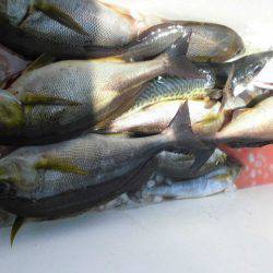 大進丸(愛知) 釣果