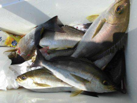 大進丸(愛知) 釣果