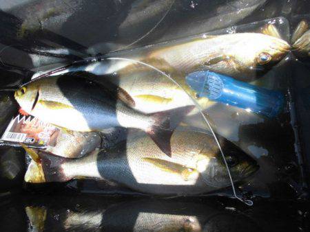 大進丸(愛知) 釣果