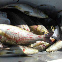 大進丸(愛知) 釣果
