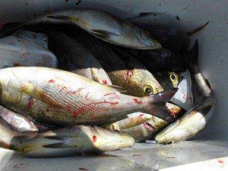 大進丸(愛知) 釣果