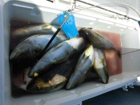 大進丸(愛知) 釣果