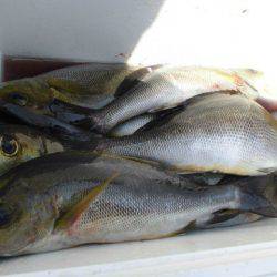 大進丸(愛知) 釣果