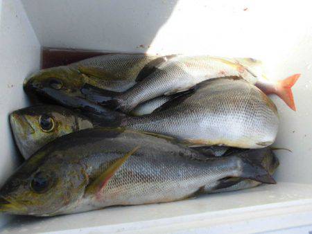 大進丸(愛知) 釣果