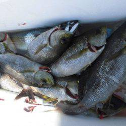 大進丸(愛知) 釣果