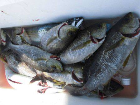 大進丸(愛知) 釣果