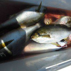 大進丸(愛知) 釣果