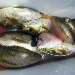 大進丸(愛知) 釣果