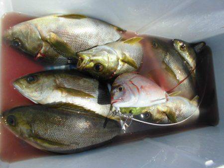 大進丸(愛知) 釣果