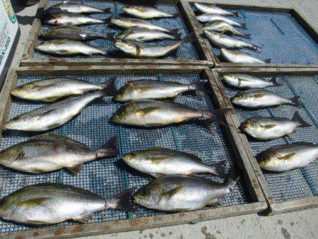 大進丸(愛知) 釣果