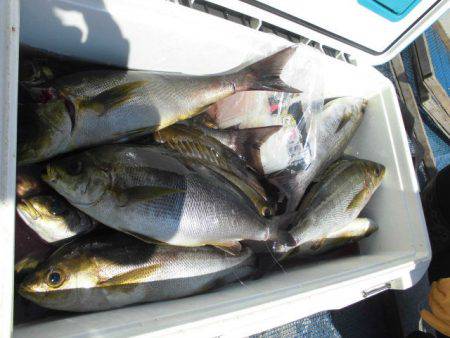 大進丸(愛知) 釣果