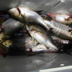 大進丸(愛知) 釣果