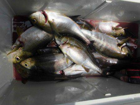 大進丸(愛知) 釣果