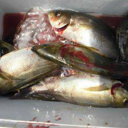 大進丸(愛知) 釣果