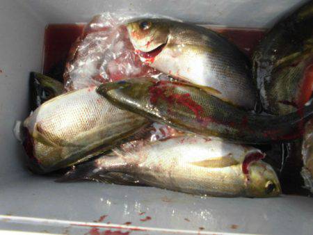 大進丸(愛知) 釣果