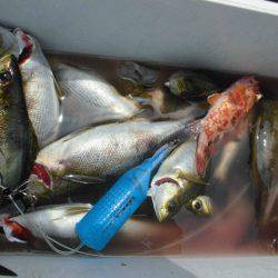 大進丸(愛知) 釣果