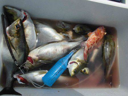 大進丸(愛知) 釣果