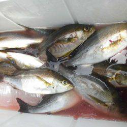 大進丸(愛知) 釣果