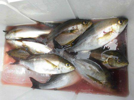 大進丸(愛知) 釣果