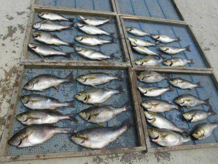 大進丸(愛知) 釣果