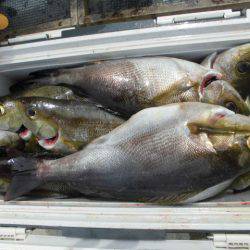 大進丸(愛知) 釣果