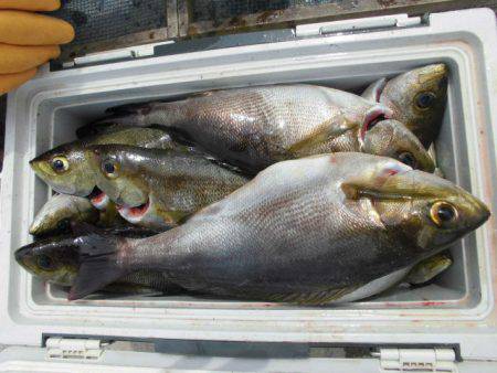 大進丸(愛知) 釣果