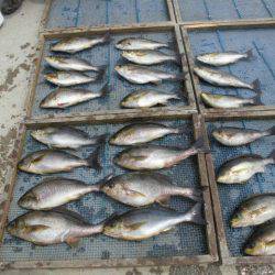 大進丸(愛知) 釣果