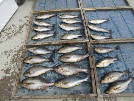 大進丸(愛知) 釣果