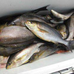 大進丸(愛知) 釣果