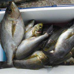 大進丸(愛知) 釣果