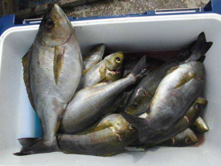 大進丸(愛知) 釣果