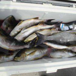 大進丸(愛知) 釣果