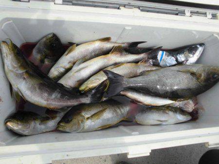 大進丸(愛知) 釣果