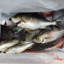 大進丸(愛知) 釣果