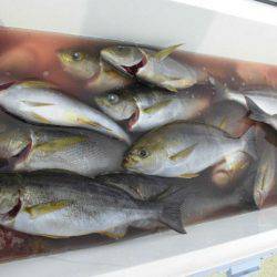 大進丸(愛知) 釣果