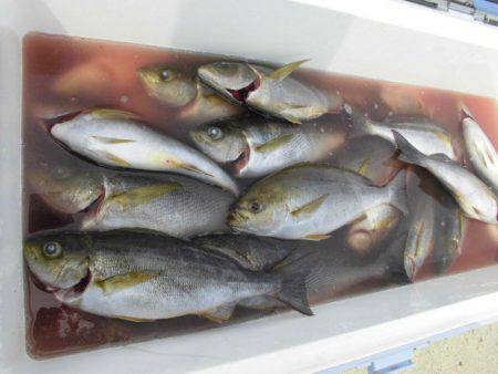 大進丸(愛知) 釣果