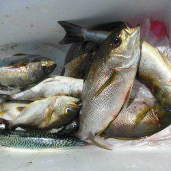 大進丸（愛知） 釣果