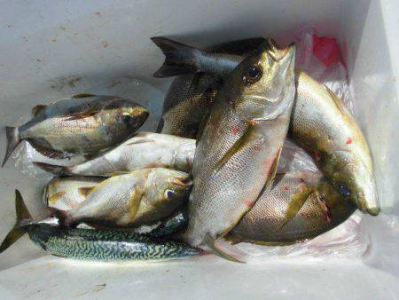 大進丸（愛知） 釣果