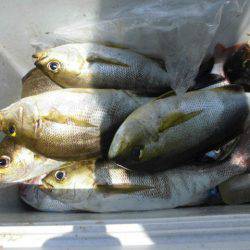 大進丸（愛知） 釣果