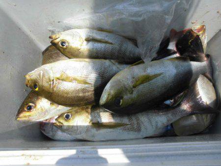 大進丸（愛知） 釣果