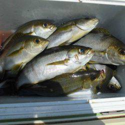 大進丸（愛知） 釣果