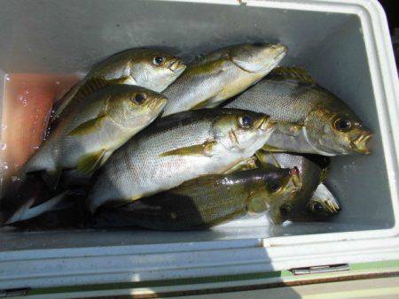 大進丸（愛知） 釣果