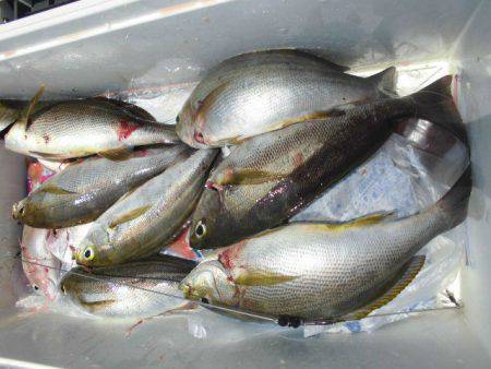 大進丸（愛知） 釣果