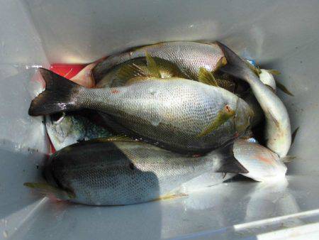 大進丸（愛知） 釣果