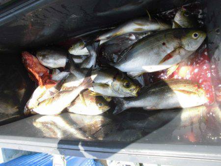 大進丸（愛知） 釣果