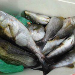 大進丸（愛知） 釣果