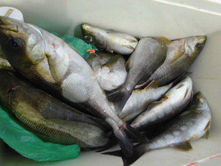 大進丸（愛知） 釣果