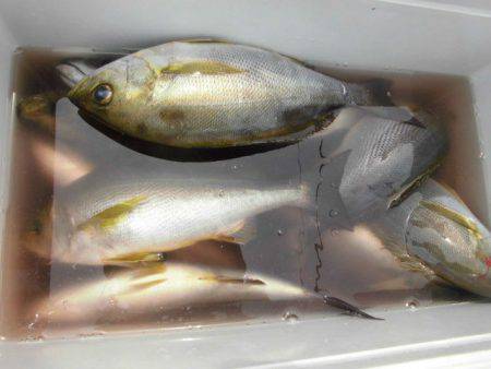 大進丸（愛知） 釣果