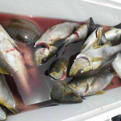 大進丸（愛知） 釣果