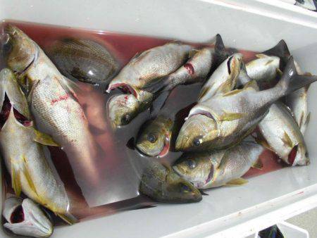 大進丸（愛知） 釣果